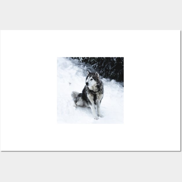 Malamute Dog Waiting on a Snow Field Wall Art by Danny Wanders